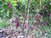 Venta Hacienda PEDRO CARBO - ISIDRO AYORA
