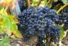 Inmobiliaria AGRO/AGENTES