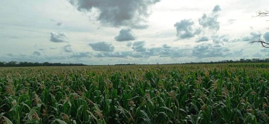 Foto Campo en Venta en Castelli, Chaco - U$D 1.500 - CPV112608 - BienesOnLine