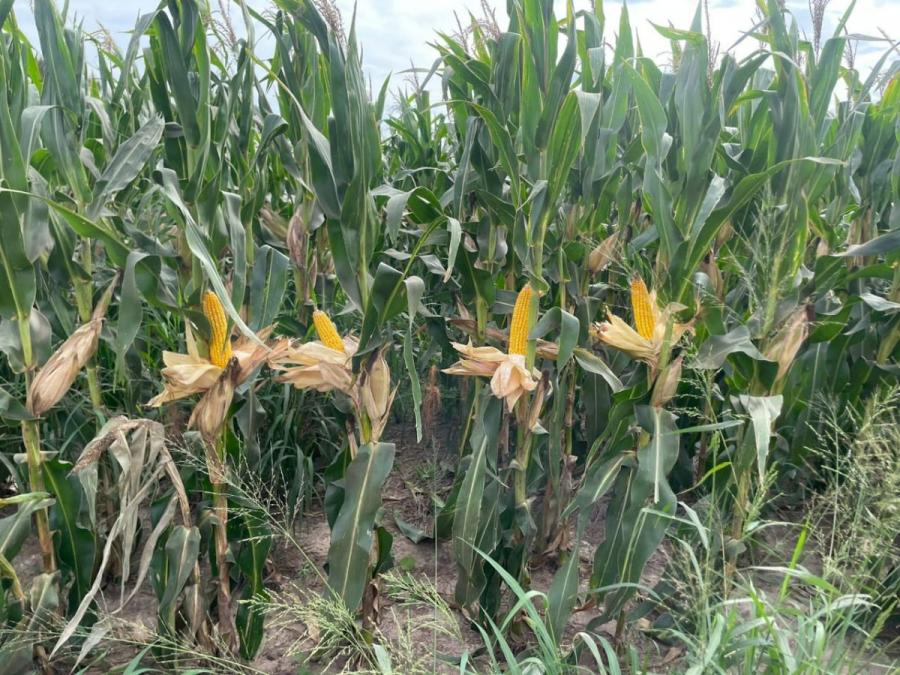 Foto Campo en Venta en Castelli, Chaco - U$D 3.900 - CPV112609 - BienesOnLine