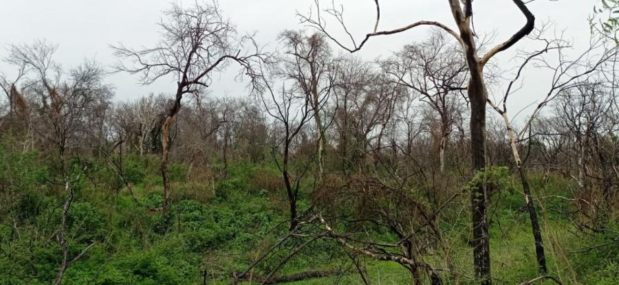 Foto Campo en Venta en Pampa del Indio, Chaco - U$D 800 - CPV110712 - BienesOnLine