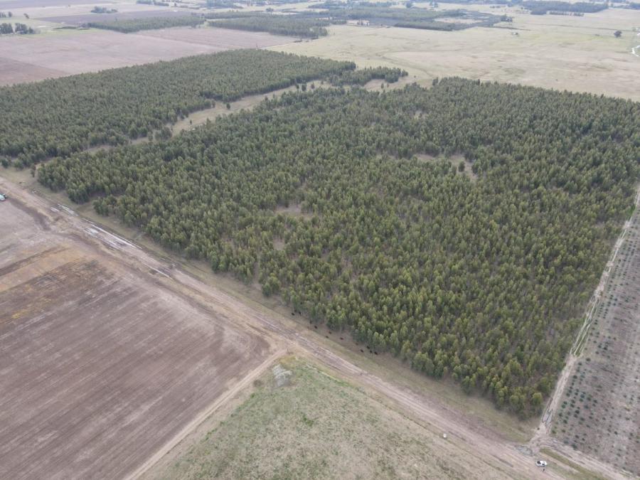 Foto Campo en Venta en Ramon Santamarina, Buenos Aires - 38 hectareas - U$D 4.400 - CPV109953 - BienesOnLine