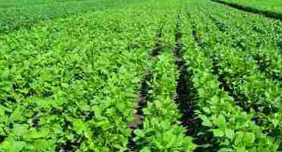 Foto Campo en Venta en Santiago Del Estero, Santiago del Estero - 20000 hectareas - U$D 1.900 - CPV102342 - BienesOnLine