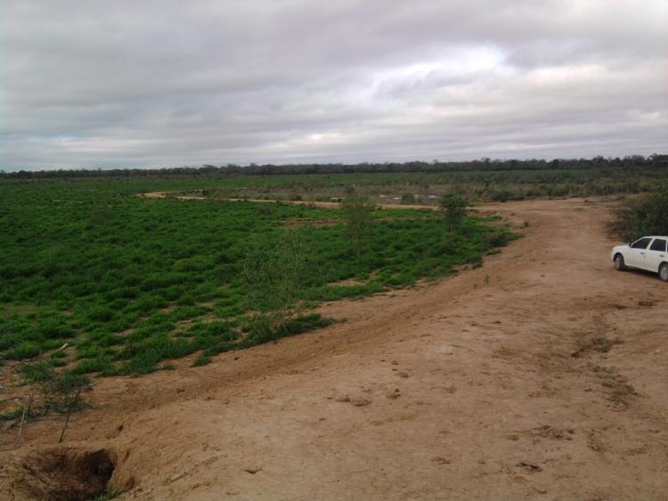 Foto Campo en Venta en Laguna Yema, Formosa - U$D 900 - CPV91702 - BienesOnLine