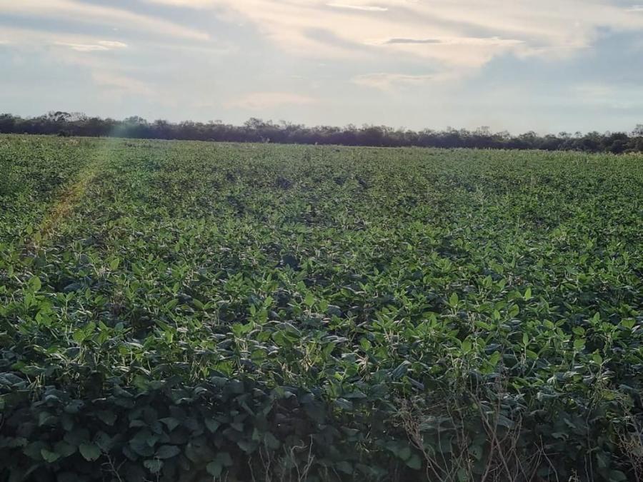 Foto Campo en Venta en San Ignacio de Velasco, Santa Cruz - U$D 11.620.000 - CPV6920 - BienesOnLine