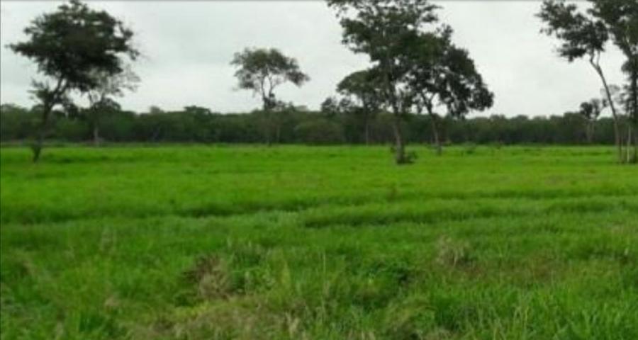 Foto Campo en Venta en Cabezas, Santa Cruz - 820 hectareas - U$D 2.460.000 - CPV5945 - BienesOnLine