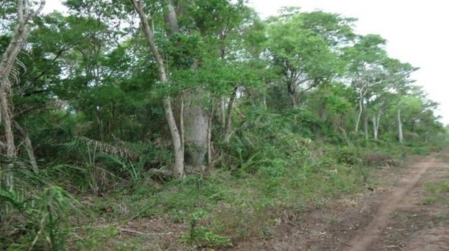 Foto Campo en Venta en Frente a ruta 4, Aguas Calientes, Santa Cruz - U$D 3.200.000 - CPV3441 - BienesOnLine