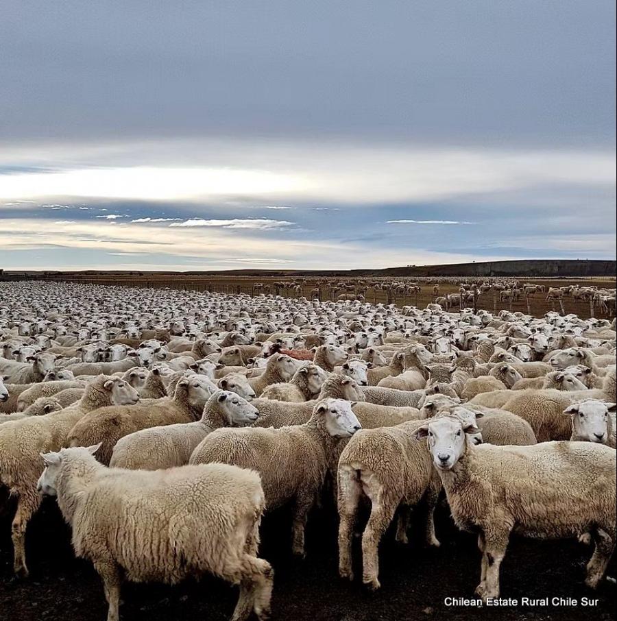 Foto Agricola en Venta en Bahía San Felipe, Primavera, Tierra del Fuego - 2500 hectareas - U$D 7.895.000 - AGV159250 - BienesOnLine