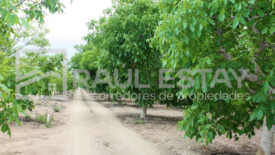 Foto Parcela en Venta en Catemu, San Felipe de Aconcagua - $ 38.000.000 - PAV143421 - BienesOnLine