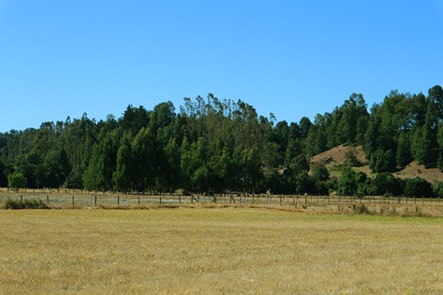 Foto Terreno en Venta en Los Lagos, Valdivia - 1 hectareas - $ 25.000.000 - TEV138682 - BienesOnLine