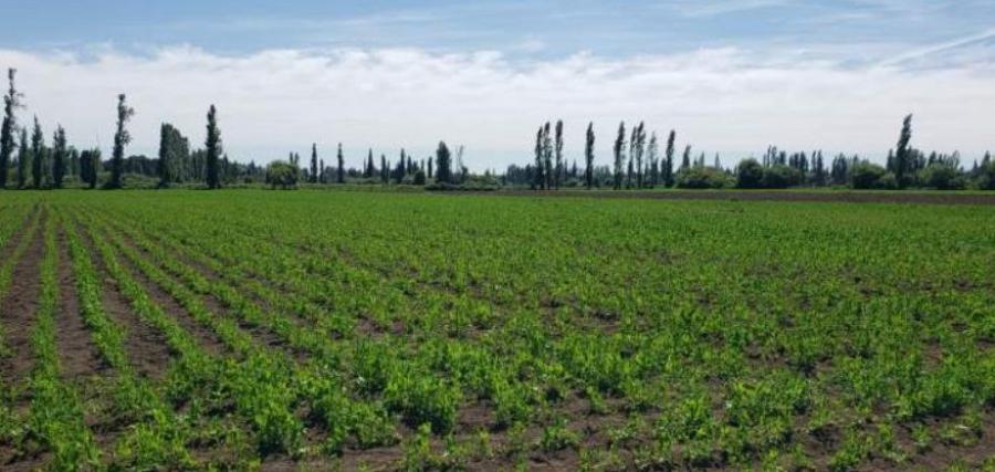Foto Terreno en Venta en Caliboro, Los Angeles, Biobio - UFs 18.674 - TEV154669 - BienesOnLine