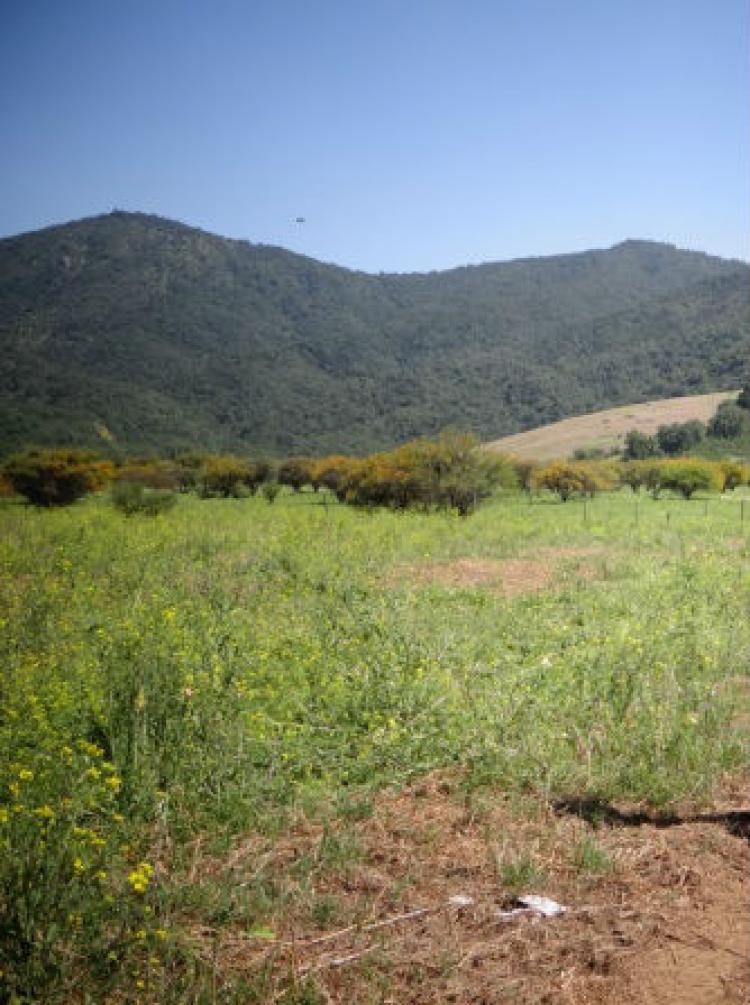 Foto Agricola en Venta en San Pedro, Melipilla - 49 hectareas - $ 70.000.000 - AGV50721 - BienesOnLine