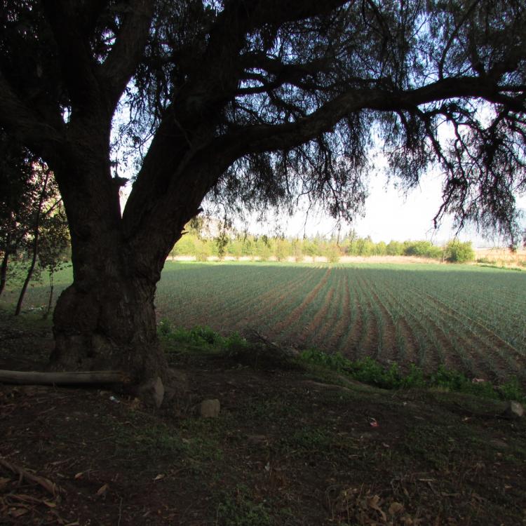 Foto Agricola en Venta en El Escorial, Panquehue, San Felipe de Aconcagua - 1 hectareas - $ 60.000.000 - AGV22172 - BienesOnLine