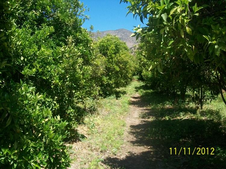 Foto Agricola en Venta en CERRILLOS, Catemu, San Felipe de Aconcagua - 4 hectareas - UFs 120.000.000 - AGV17897 - BienesOnLine