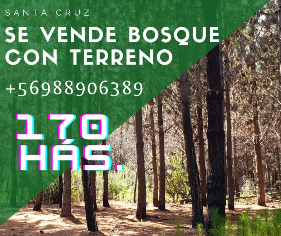 Foto Terreno en Venta en VI regin, Santa Cruz, Curic - 170 hectareas - UFs 16.300 - TEV120109 - BienesOnLine