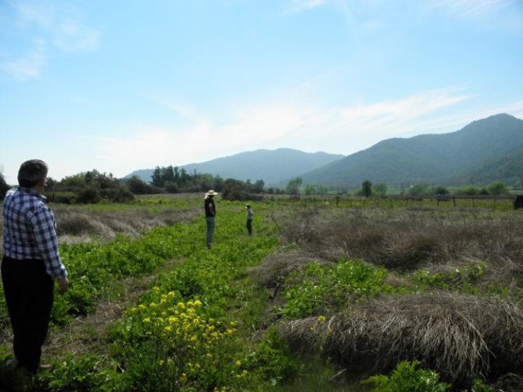 Foto Agricola en Venta en Sector la Montaa, Teno, Curic - 2 hectareas - $ 21 - AGV11911 - BienesOnLine