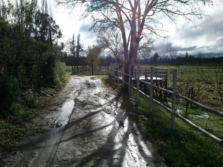 Foto Agricola en Venta en Longav, Linares - 32 hectareas - $ 200.000.000 - AGV29117 - BienesOnLine
