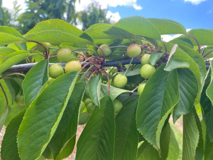 Foto Agricola en Venta en Pichidegua, Cachapoal - $ 2.147.483.647 - AGV146217 - BienesOnLine