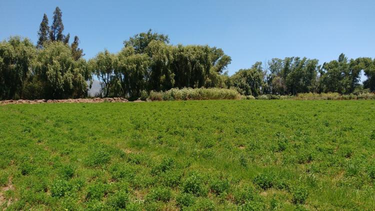 Foto Agricola en Venta en Chorombo, Melipilla - UFs 6.087 - AGV71567 - BienesOnLine