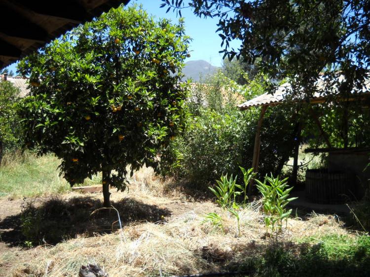 Foto Terreno en Venta en Malloa, Cachapoal - 8 hectareas - $ 200.000.000 - TEV13527 - BienesOnLine