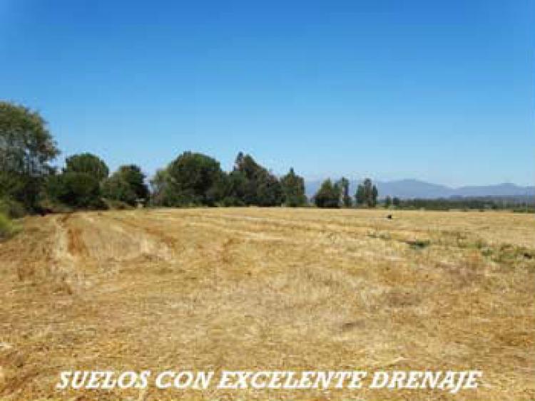 Foto Agricola en Arriendo en San Clemente, Talca - $ 100 - AGA45512 - BienesOnLine