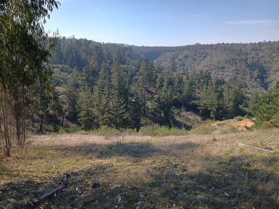 Foto Agricola en Arriendo en Lo Abarca, El Tabo, San Antonio - 34 hectareas - $ 1.500.000 - AGA155661 - BienesOnLine