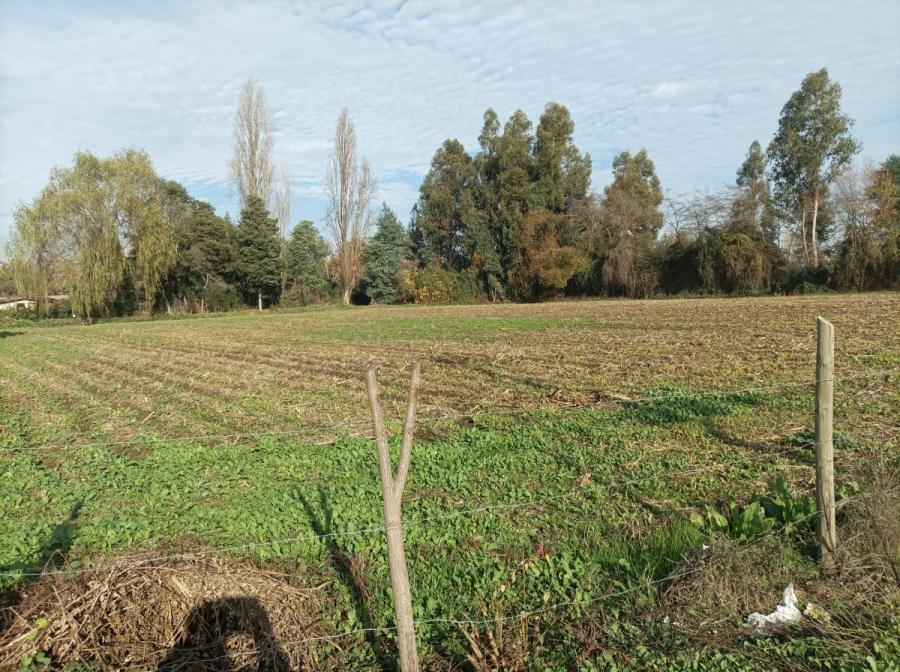 Foto Terreno en Arriendo en Santa Cruz, Colchagua - $ 300.000 - TEA144358 - BienesOnLine