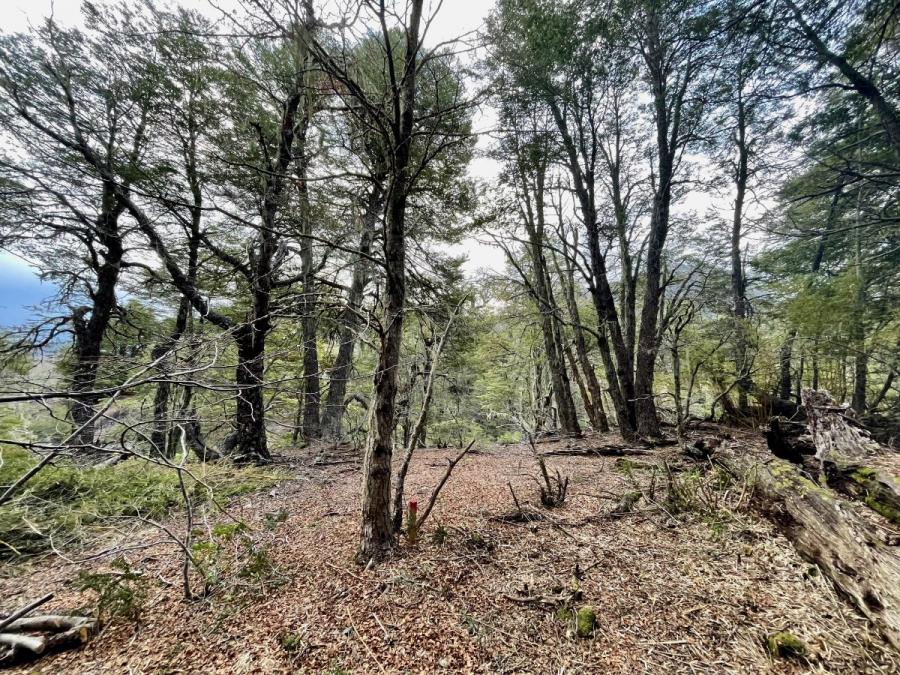 Foto Parcela en Venta en Pinto, Ñuble - $ 55.000.000 - PAV136990 - BienesOnLine