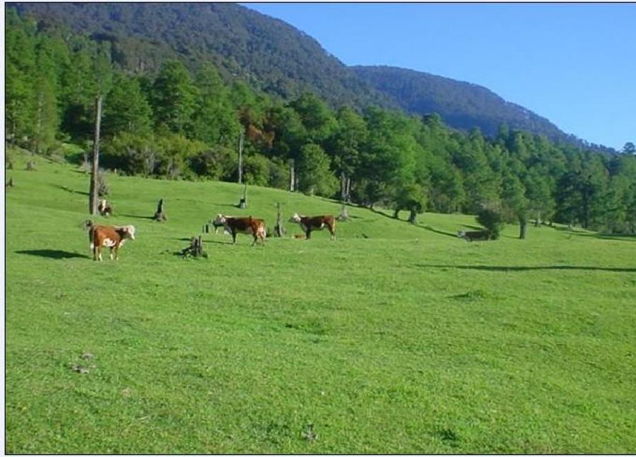 Foto Agricola en Arriendo en region de los rios, futrono, Osorno - UFs 55 - AGA99229 - BienesOnLine