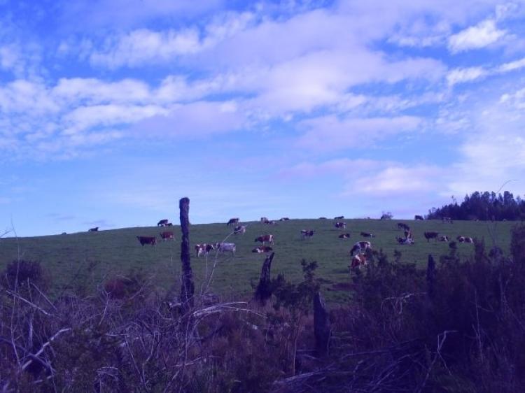 Foto Terreno en Venta en Los Muermos, Llanquihue - 242 hectareas - $ 2.300.000 - TEV19317 - BienesOnLine