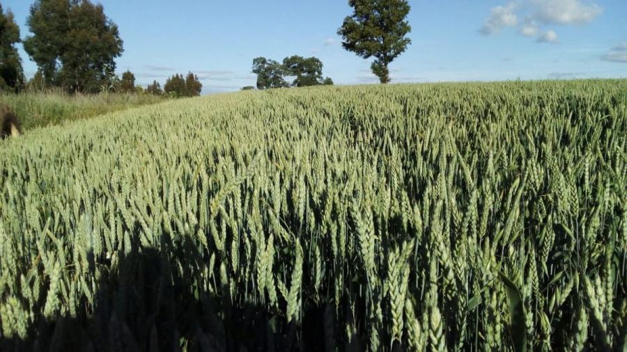 Foto Agricola en Venta en Victoria, Malleco - 54 hectareas - $ 490.500.000 - AGV137215 - BienesOnLine