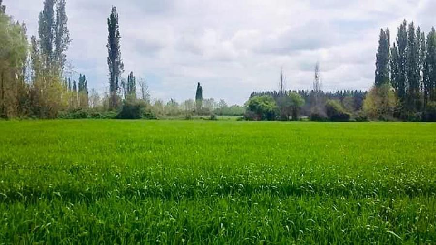 Foto Agricola en Venta en Longav, Linares - 68 hectareas - $ 750.000.000 - AGV90646 - BienesOnLine