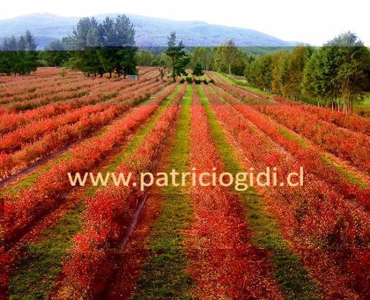 Foto Agricola en Venta en Villarrica, Cautin - 22 hectareas - U$D 1.300.000 - AGV66272 - BienesOnLine