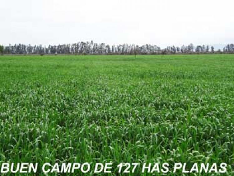 Foto Agricola en Venta en Lolol, Colchagua - $ 15.000.000 - AGV71714 - BienesOnLine