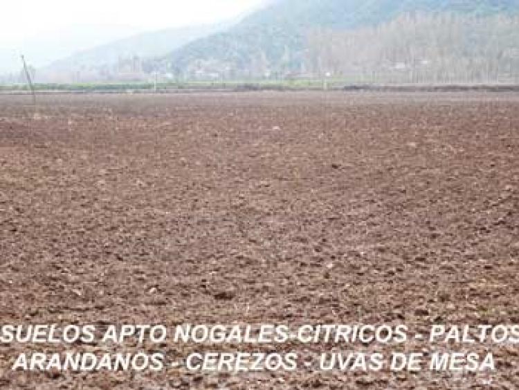 Foto Agricola en Venta en Peumo, Cachapoal - $ 22.000.000 - AGV71681 - BienesOnLine