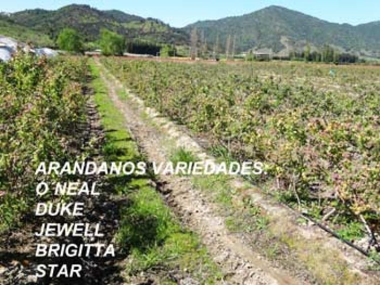 Foto Agricola en Venta en Palmilla, Colchagua - $ 600.000.000 - AGV71715 - BienesOnLine
