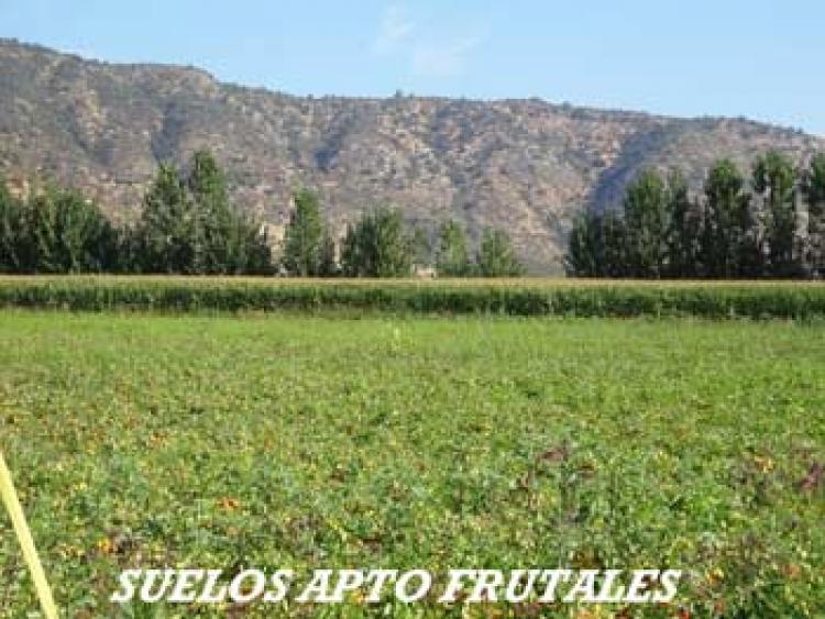 Foto Agricola en Venta en Pichidegua, Cachapoal - $ 1.200.000.000 - AGV71676 - BienesOnLine