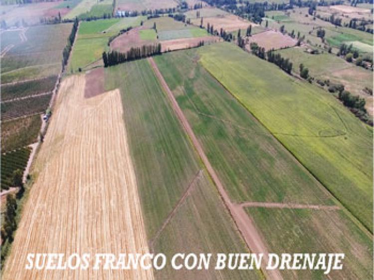 Foto Agricola en Venta en Teno, Curic - $ 1.400.000.000 - AGV63344 - BienesOnLine