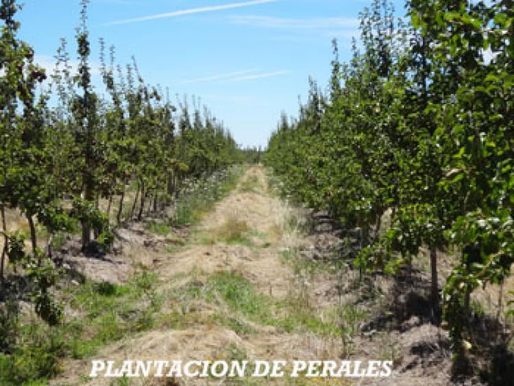 Foto Agricola en Venta en Retiro, Linares - $ 1.180.000.000 - AGV62833 - BienesOnLine