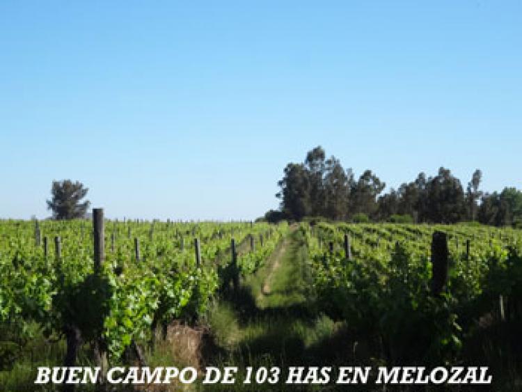 Foto Agricola en Venta en San Javier, Linares - $ 22.000.000 - AGV71728 - BienesOnLine