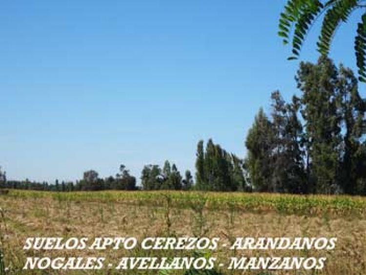 Foto Agricola en Venta en Chilln, uble - $ 670.000.000 - AGV62420 - BienesOnLine