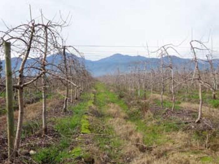 Foto Agricola en Venta en Chimbarongo, Colchagua - 175 hectareas - $ 100 - AGV42078 - BienesOnLine