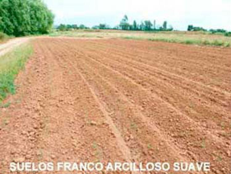 Foto Agricola en Venta en Ro Claro, Talca - $ 100 - AGV43824 - BienesOnLine