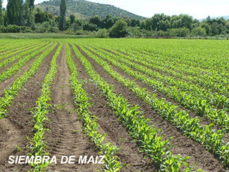 Agricola en Venta en Linares, Linares