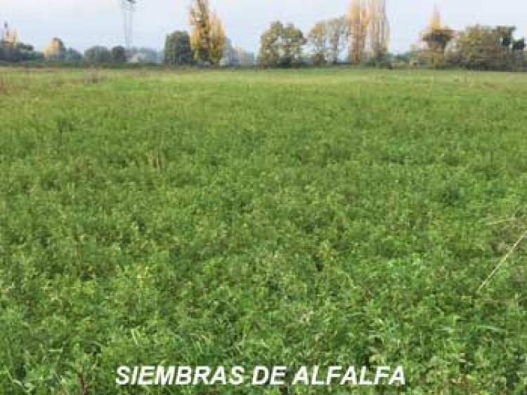 Foto Agricola en Venta en Linares, Linares - $ 100 - AGV42243 - BienesOnLine