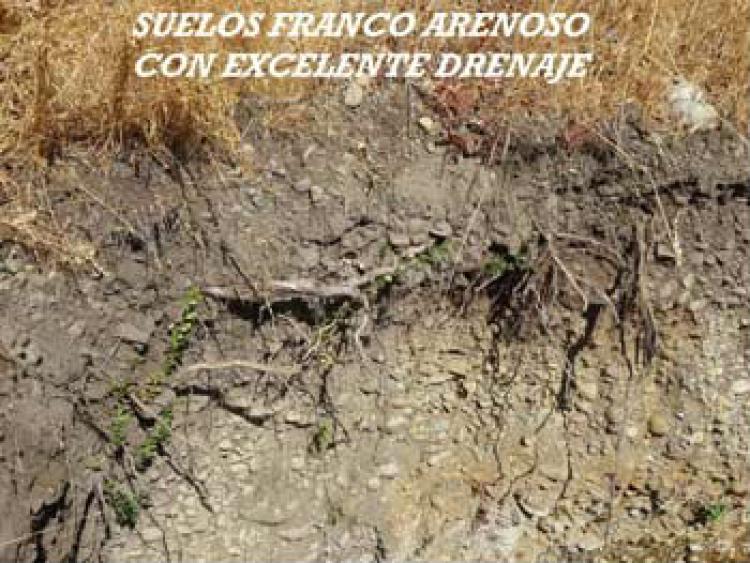 Foto Agricola en Venta en Linares, Linares - $ 100 - AGV45676 - BienesOnLine