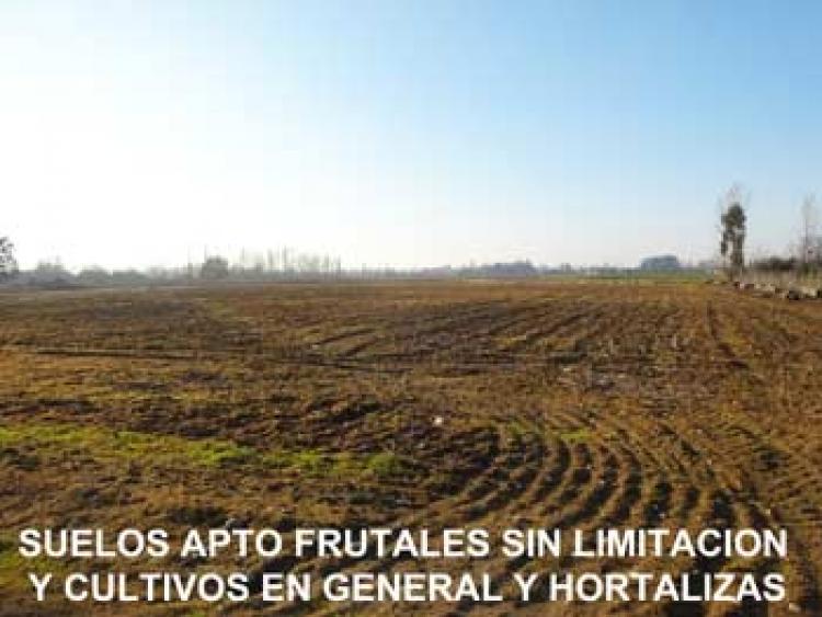 Foto Agricola en Venta en Linares, Linares - $ 100 - AGV42245 - BienesOnLine