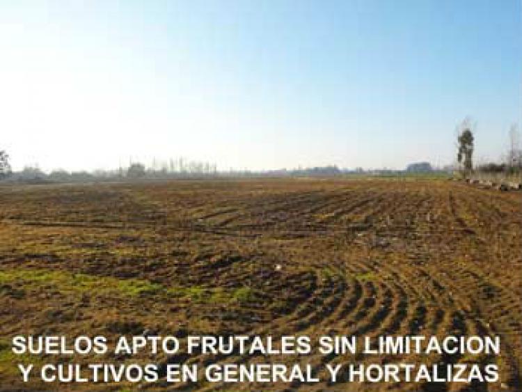 Foto Agricola en Venta en Linares, Linares - $ 100 - AGV43248 - BienesOnLine
