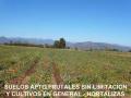 Agricola en Venta en  Linares
