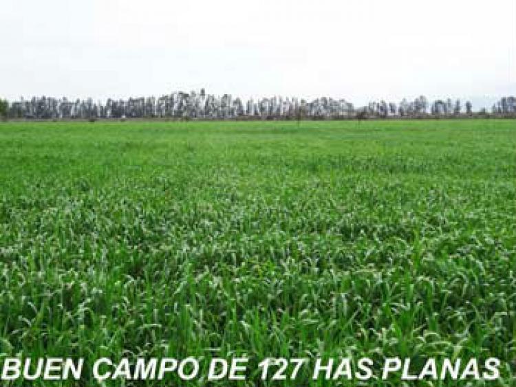 Foto Agricola en Venta en Lolol, Colchagua - $ 100 - AGV43305 - BienesOnLine